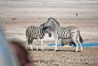 Namibie - Parc National d'Etosha, Safari au Etosha Safari Camp ©Gondwana Collection