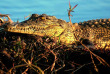 Namibie - Rundu - Bande de Caprivi - Hakusembe River Lodge  - Gondwana Collection