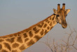 Namibie - Namibie - Parc national d'Etosha - Girafe