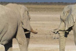 Namibie - Namibie - Parc national d'Etosha - Éléphant