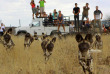 Namibie - Volontariat au Naankuse Wildlife Sanctuary