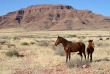 Namibie - Chevaux sauvage ©Shutterstock, Travelnerd