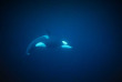 Norvege - Expédition à la recherche des orques et des baleines