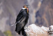 Equateur - Andes