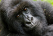 Rwanda - Gorilles du parc des Volcans 