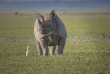 Tanzanie - Ngorongoro © Shutterstock, martha van tonder