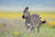 Tanzanie - Ngorongoro © Shutterstock, michal jirous