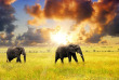 Tanzanie - Serengeti ©Shutterstock, oleg znamenskiy