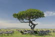 Tanzanie - Serengeti ©Shutterstock, eric isselee