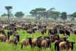 Tanzanie - Serengeti © Shutterstock, eastvillage images