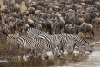 Tanzanie - Serengeti © Shutterstock, photo africa sa