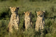 Tanzanie - Serengeti © Shutterstock, eric isselee