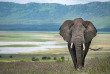 Tanzanie - Parc national Tarangire © Shutterstock, hannes thirion
