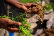 Tanzanie - Zanzibar - Excursion à la demi-journée à Seaweed Center ©Shutterstock, Gideon Ikigai