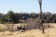 Zimbabwe - Hwange National Park - The Hide Safari Camp