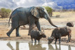 Botswana - Parc national de Hwange - Buffle - ©Shutterstock, Paula French