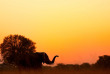 Zimbabwe- Parc national de Hwange ©Shutterstock, Martin Mecnarowski