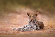 Zimbabwe- Parc national de Hwange ©Shutterstock, Ondrej Prosicky