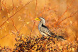 Zimbabwe- Parc national de Hwange ©Shutterstock, Ondrej Prosicky