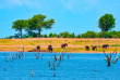 Zimbabwe - Safari Matusadona ©Croisieurope