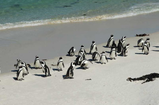 Afrique du Sud - Simon's Town - Mariner Guesthouse and Villa