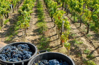 Afrique du Sud - Route des vins ©Jenman African Safaris