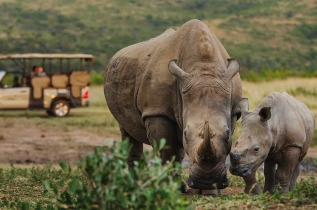 Afrique du Sud - Hluhluwe ©Rhino Ridge Safari Lodge