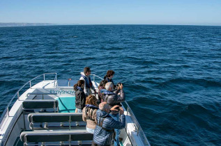 Afrique Du Sud - Knysna - Eco Marine Tour - ©Océan Odyseey