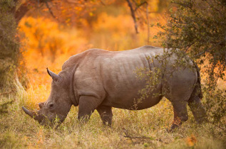 Afrique du Sud - Parc national du Kruger, ©Shutterstock E2dan