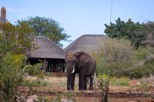 Afrique du Sud - Madikwe Game Reserve - Rhulani Safari Lodge