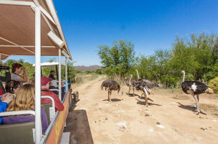Afrique du Sud - Oudtshoorn - Safari Ostrich Farm