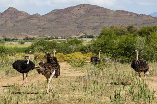 Afrique du Sud - Oudtshoorn - Safari Ostrich Farm