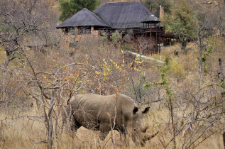Afrique du Sud - Parc national Kruger - Réserve privée de Balule - Mopaya Safari Lodge