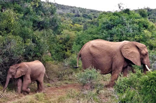 Afrique du Sud - Réserve de Kariega - ©Shutterstock, Anfisat