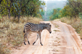 Afrique du Sud - Réserve de Karongwe ©Shutterstock, Marksn Media