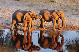 Botswana - Makgadikgadi Pans national Park - Boteti River - Meno  A Kwena