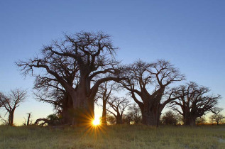 Botswana - Nxai Pan National Park ©Shutterstock, Hannes Thirion