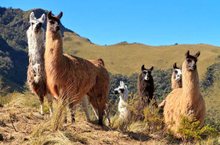 Equateur - Circuit Terres incas et Volcans Majestueux © Shutterstock