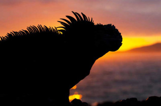Equateur - Galapagos - Découverte des Galapagos : Santa Cruz et San Cristobal © Shutterstock, Sunsinger