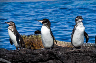 Equateur - Galapagos