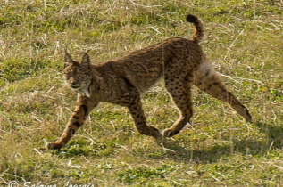 Lynx en Andalousie Sierra Morena et Donana