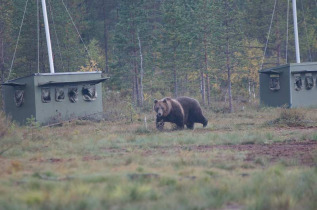 Finlande - Boreal Wildlife Center © Naita Zappa