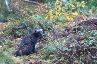 Nuit en petit affut au Boreal Wildlife Center