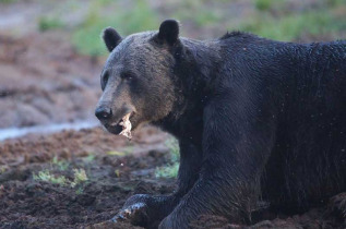 Nuit en grand affut au Boreal Wildlife Center