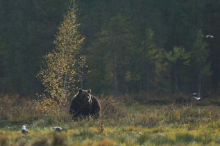 marche guidée avec recherche des traces d'ours 2-3h