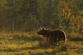 Nuit en petit affut à Martinselkonen