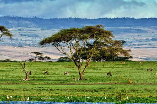 Kenya - Lake Naivasha ©Shutterstock, travel stock