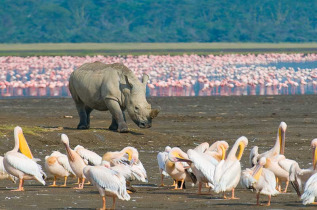 Kenya - Lake Nakuru © Shutterstock, javarman