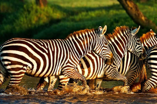 Kenya - Lake Nakuru - ©shutterstock, travel stock