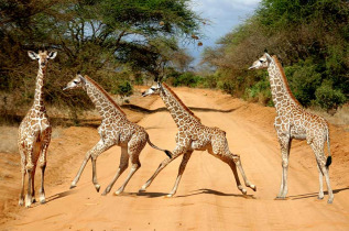 Kenya - Tsavo ©Shutterstock, jennyvsturm